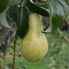 5038838000812 1 Pear Pyrus Concorde Bush Quince A 12L.JPG
